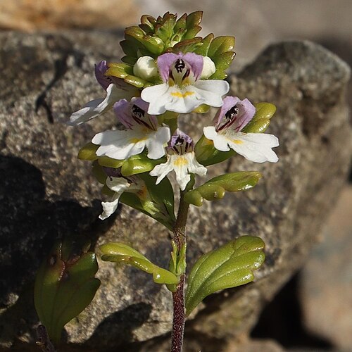 Euphrasia insignis: Euphrasia insignis subsp. insignis in Mount Karamatsu, Hida Mountains, Hakuba, Nagano Prefecture, Japan.