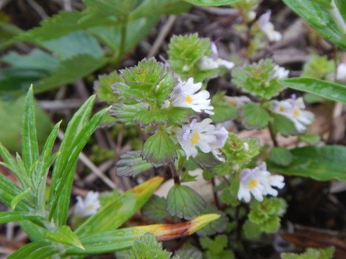 Euphrasia insignis (Euphrasia insignis)