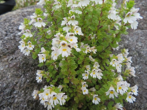 Euphrasia insignis (Euphrasia insignis)