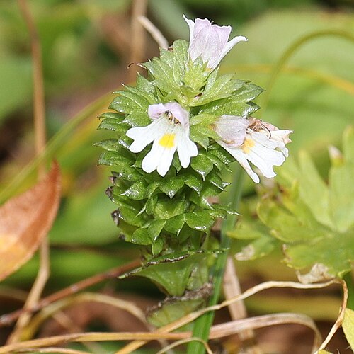 Euphrasia insignis: Euphrasia insignis subsp. insignis var. togakusiensis in Mount Tsurugi, Hida Mountains, Kamiichi, Toyama Prefecture, Japan.