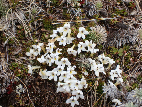 Euphrasia integrifolia (Euphrasia integrifolia)