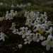 Euphrasia integrifolia (Euphrasia integrifolia)