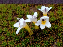 Euphrasia integrifolia (Euphrasia integrifolia)