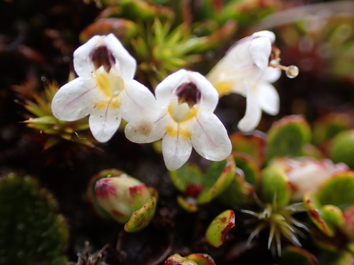 Euphrasia integrifolia (Euphrasia integrifolia)