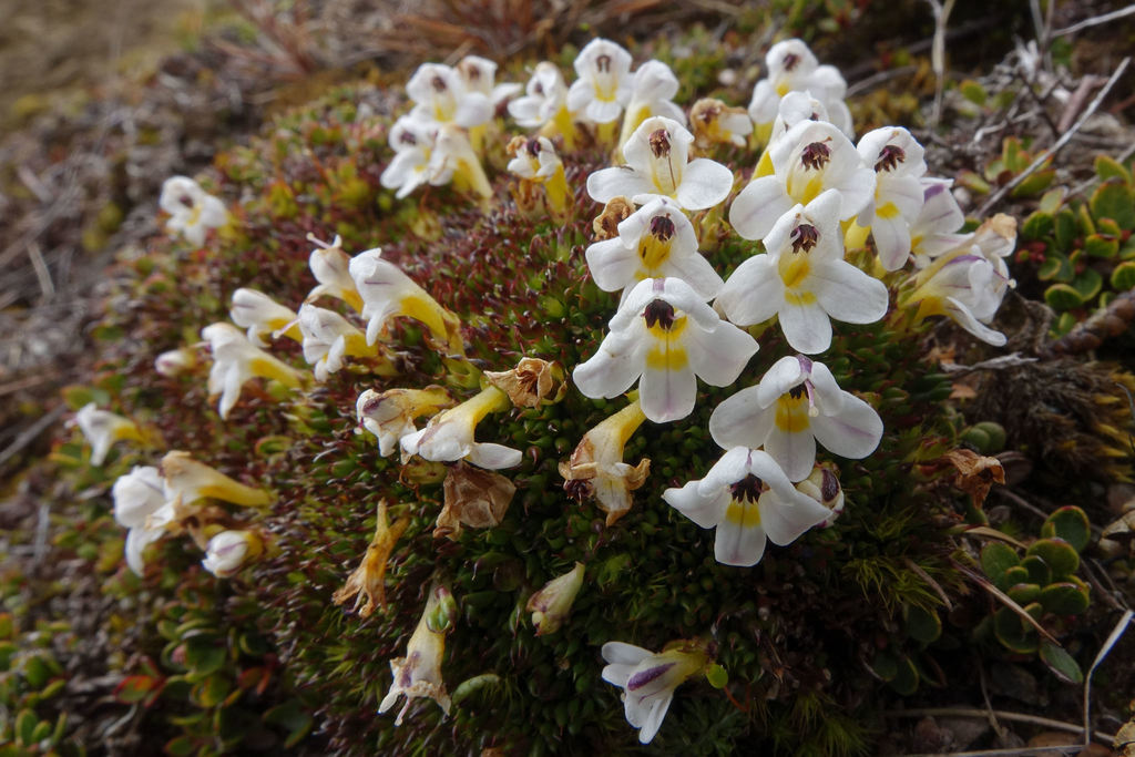 Euphrasia integrifolia (Euphrasia integrifolia)