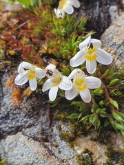 Euphrasia integrifolia (Euphrasia integrifolia)