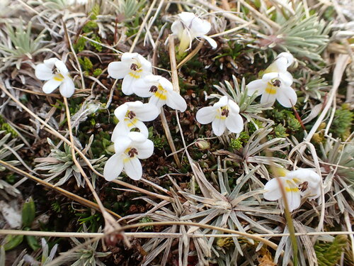 Euphrasia integrifolia (Euphrasia integrifolia)