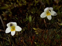 Euphrasia integrifolia (Euphrasia integrifolia)
