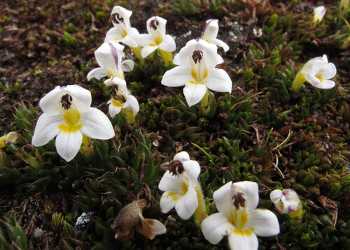 Euphrasia integrifolia (Euphrasia integrifolia)
