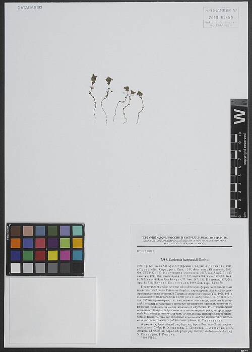 Euphrasia juzepczukii: Euphrasia juzepczukii — Herbarium specimen from distr. Amassia, ad ripam lac. Arpa-Lich [lake Arpi], prope pag. Balyhly [Balikli], declivia australia., Armenia.