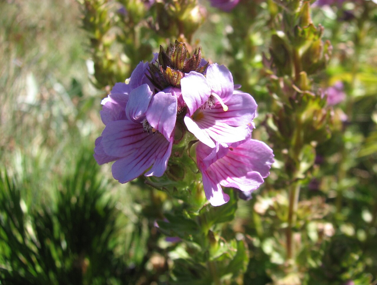 Hairy eyebright: Euphrasia lasianthera , Mount Buller, Victoria, Australia