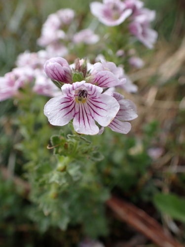 Hairy eyebright (Euphrasia lasianthera)