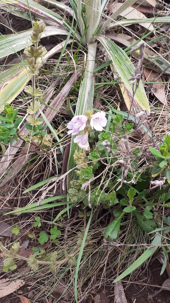 Hairy eyebright (Euphrasia lasianthera)