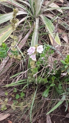 Hairy eyebright (Euphrasia lasianthera)