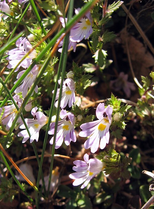 Euphrasia liburnica: Euphrasia liburnica Wettst.