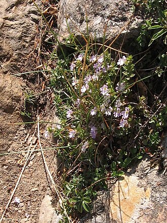 Euphrasia liburnica: Euphrasia liburnica Wettst.