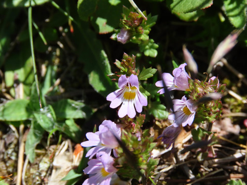 Euphrasia liburnica (Euphrasia liburnica)