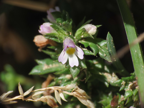 Euphrasia liburnica (Euphrasia liburnica)