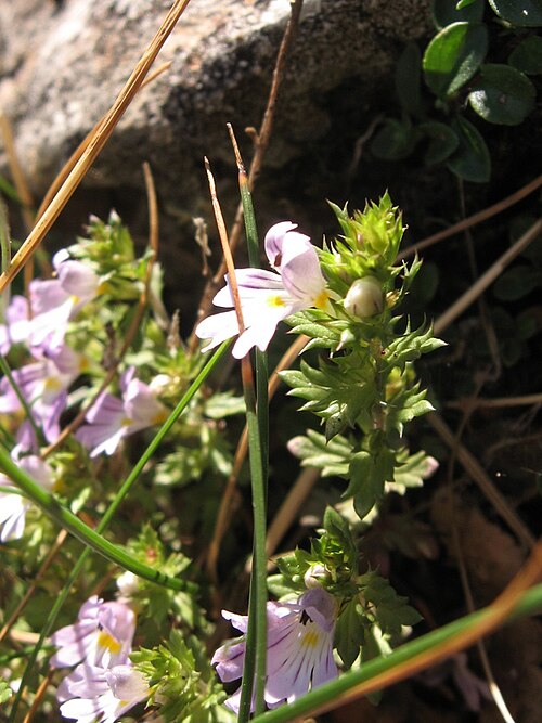 Euphrasia liburnica: Euphrasia liburnica Wettst.