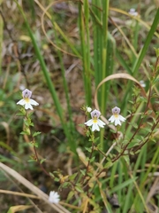Euphrasia marchesettii (Euphrasia marchesettii)
