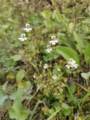 Euphrasia marchesettii (Euphrasia marchesettii)
