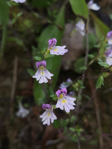 Euphrasia marchesettii (Euphrasia marchesettii)