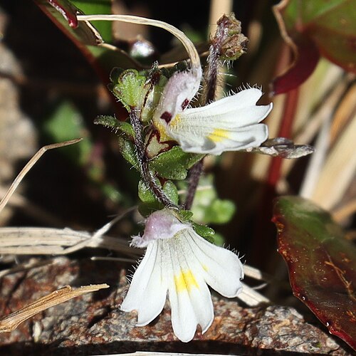 Euphrasia matsumurae: Euphrasia matsumurae in Yatsugatake Mountains, Chino, Nagano Prefecture, Japan.