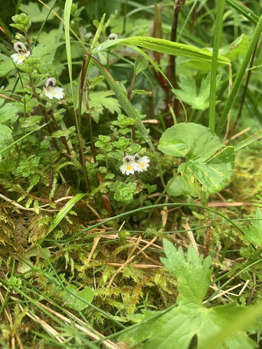 Euphrasia matsumurae (Euphrasia matsumurae)