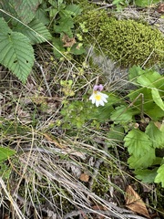 Euphrasia matsumurae (Euphrasia matsumurae)