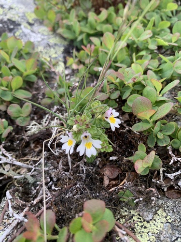 Euphrasia matsumurae (Euphrasia matsumurae)