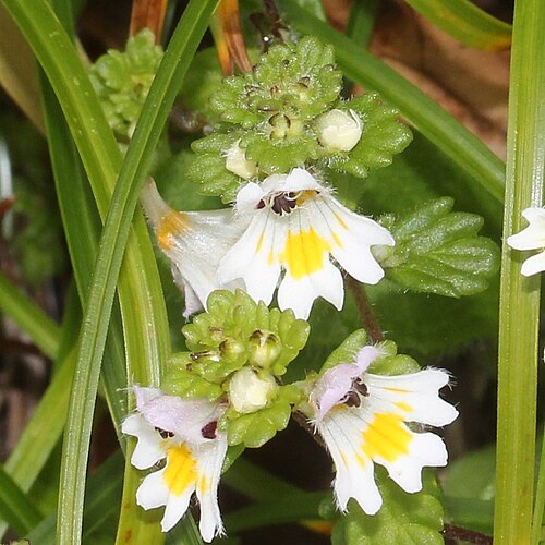 Euphrasia matsumurae: Euphrasia matsumurae in Akaishi Mountains, Iida, Nagano Prefecture, Japan.
