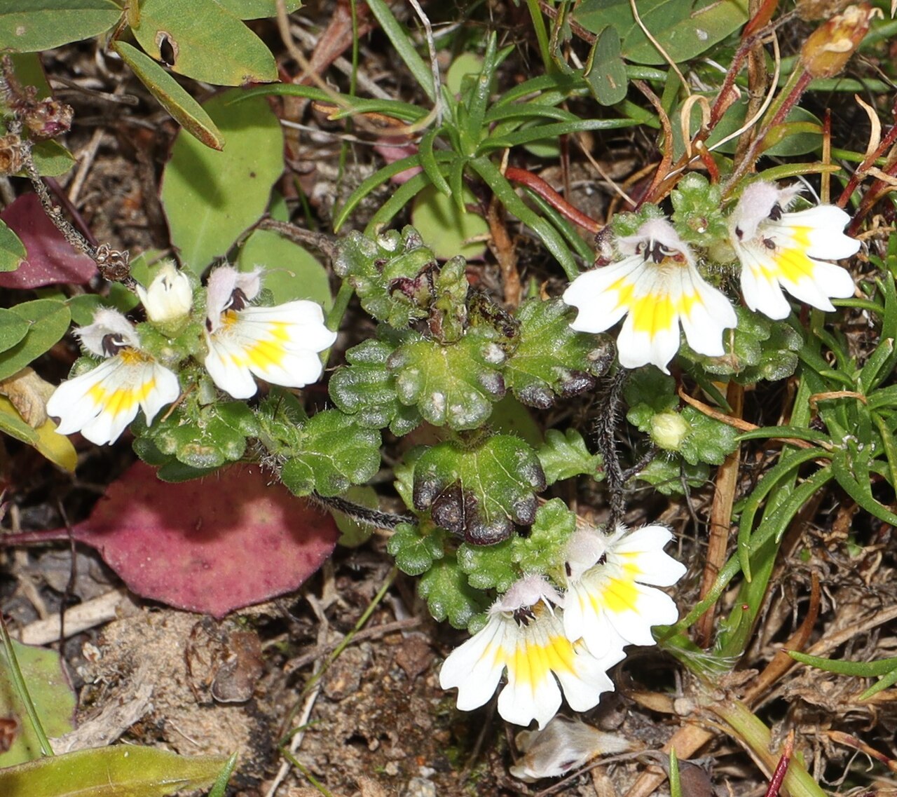 Euphrasia matsumurae: Euphrasia matsumurae in Yatsugatake Mountains, Chino, Nagano Prefecture, Japan.