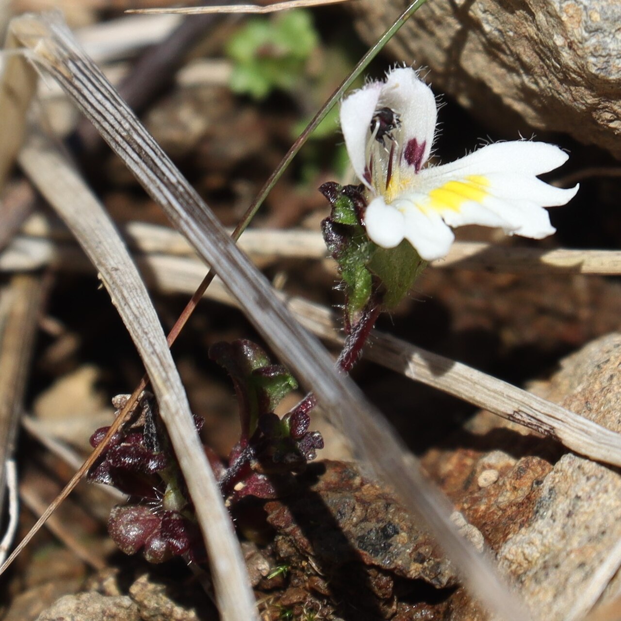 Euphrasia matsumurae: Euphrasia matsumurae in Yatsugatake Mountains, Chino, Nagano Prefecture, Japan.