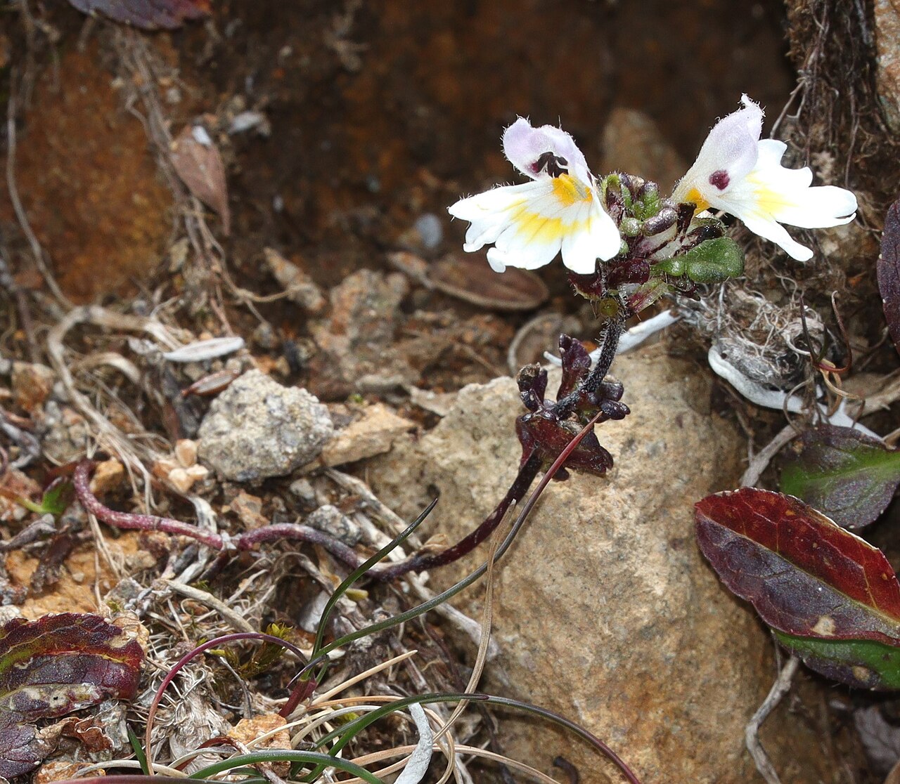 Euphrasia matsumurae: Euphrasia matsumurae in Yatsugatake Mountains, Chino, Nagano Prefecture, Japan.