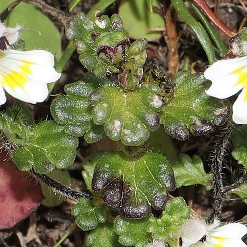 Euphrasia matsumurae: Euphrasia matsumurae in Yatsugatake Mountains, Chino, Nagano Prefecture, Japan.