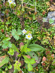 Euphrasia matsumurae (Euphrasia matsumurae)