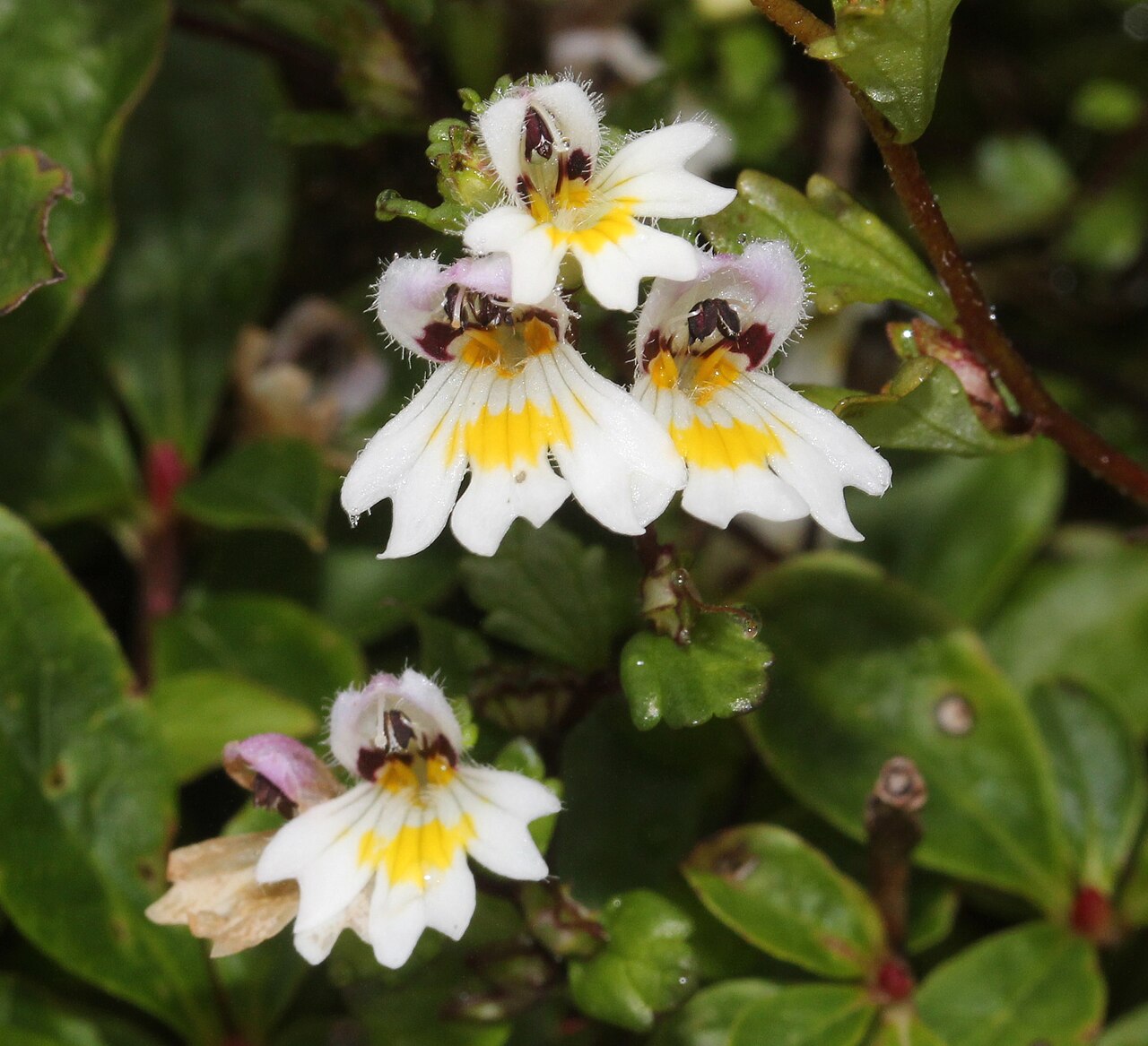 Euphrasia matsumurae: Euphrasia matsumurae in Akaishi Mountains, Iida, Nagano Prefecture, Japan.
