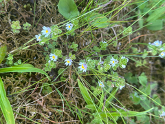 Euphrasia matsumurae (Euphrasia matsumurae)