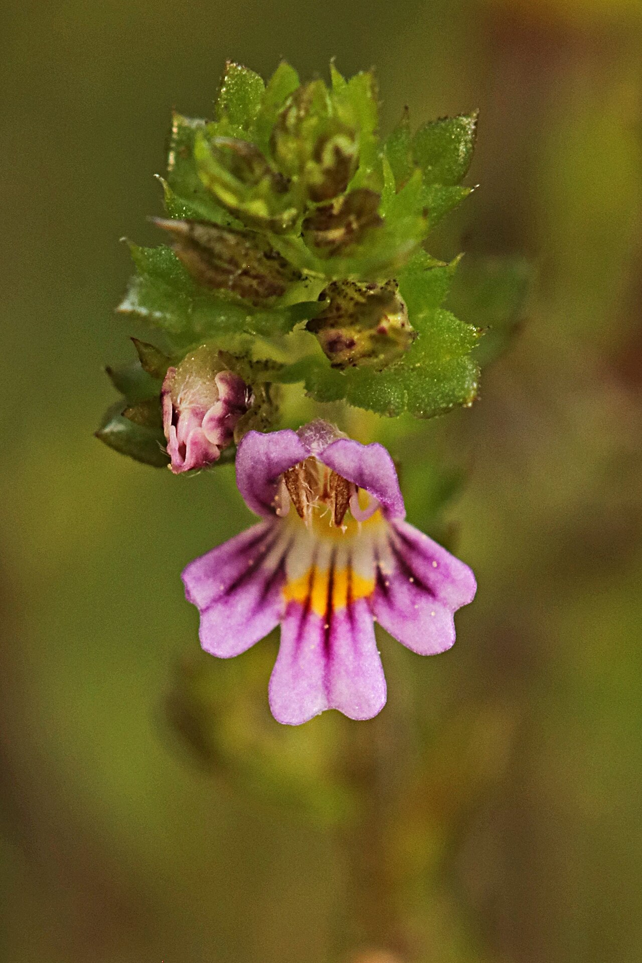 Northern eyebright: Euphrasia micrantha