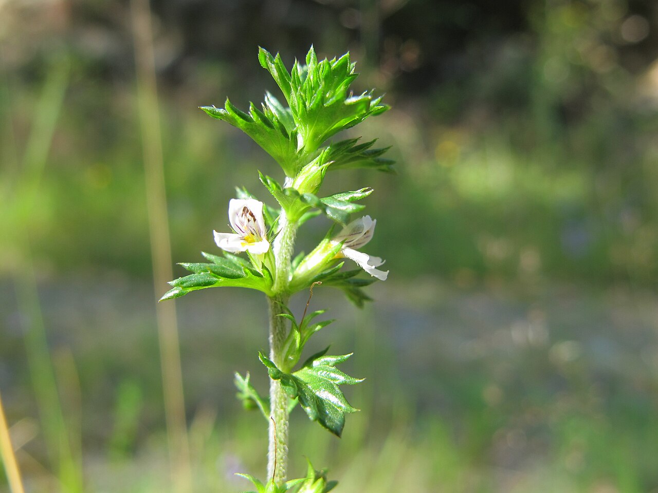 Northern eyebright: Euphrasia micrantha