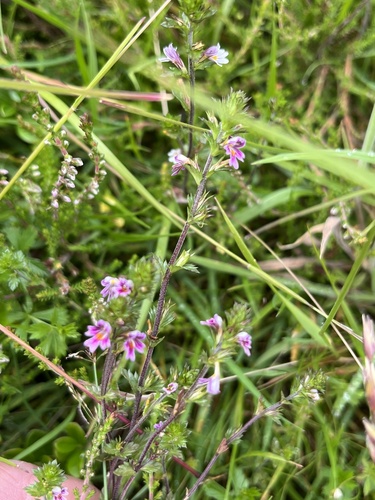 Northern eyebright (Euphrasia micrantha)