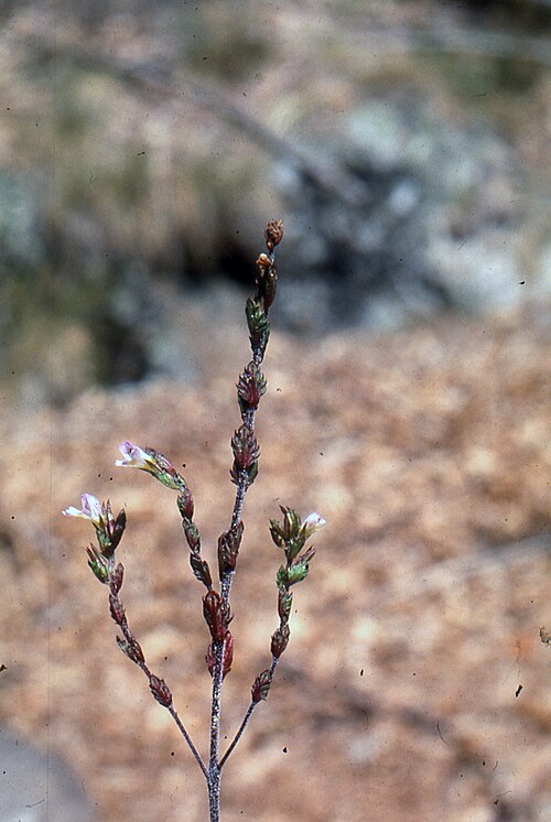 Northern eyebright: Euphrasia micrantha