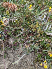 Northern eyebright (Euphrasia micrantha)