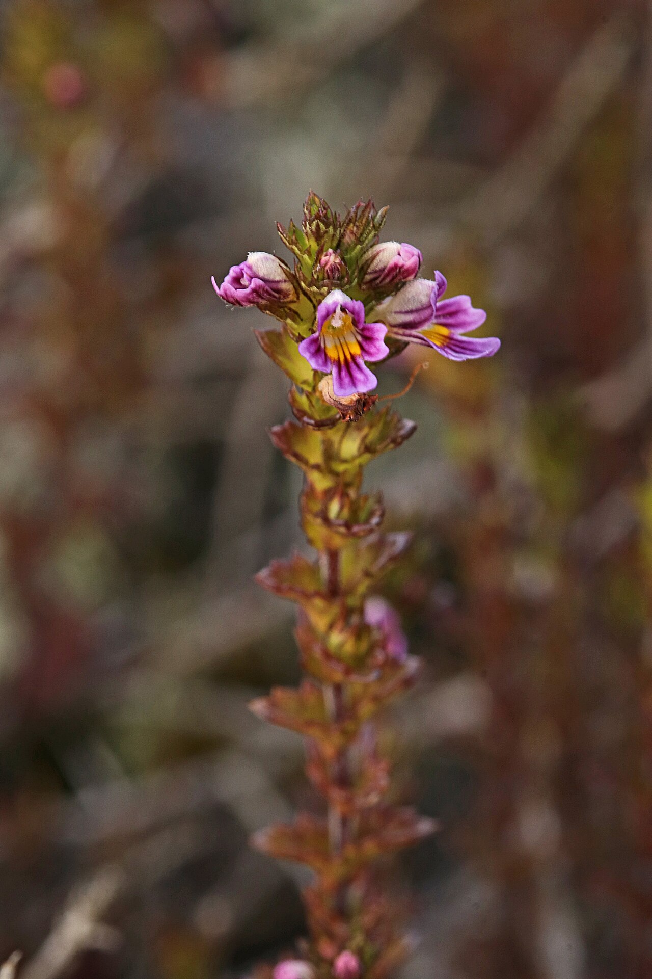 Northern eyebright: Euphrasia micrantha