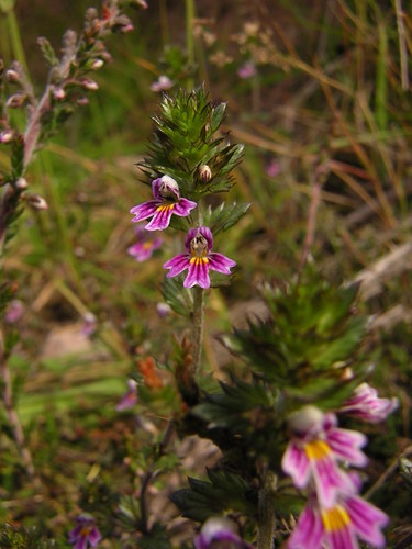 Northern eyebright (Euphrasia micrantha)