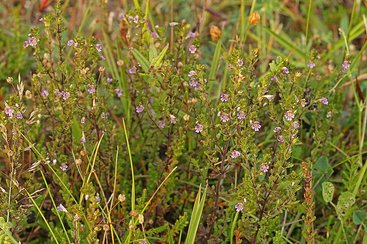 Northern eyebright: Euphrasia micrantha