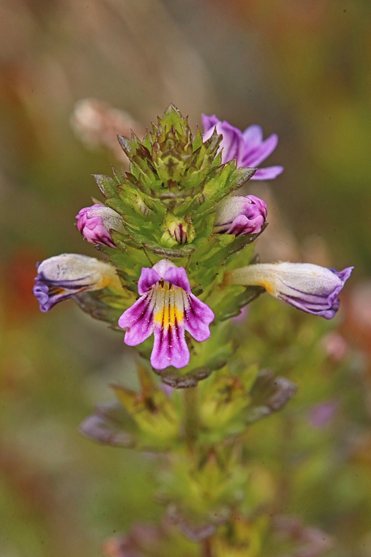 Northern eyebright: Euphrasia micrantha