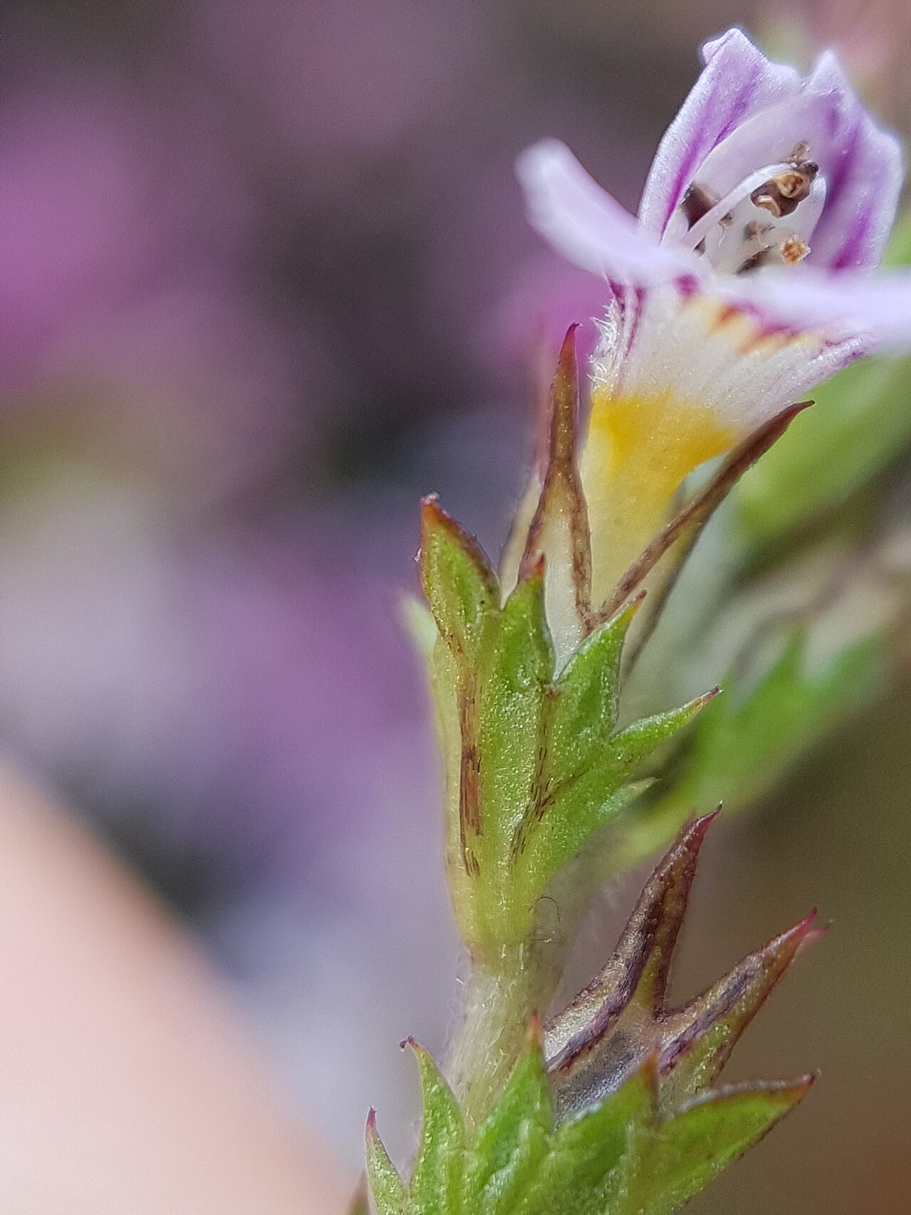 Northern eyebright: Euphrasia micrantha