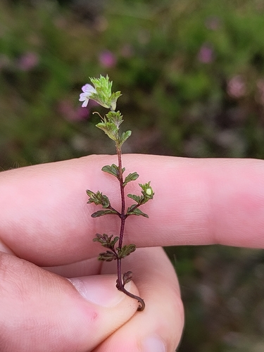 Northern eyebright (Euphrasia micrantha)