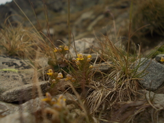 Euphrasia minima (Euphrasia minima)